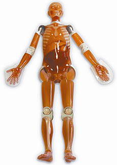 Whole Body Phantom Kyoto Kagaku PBU-50